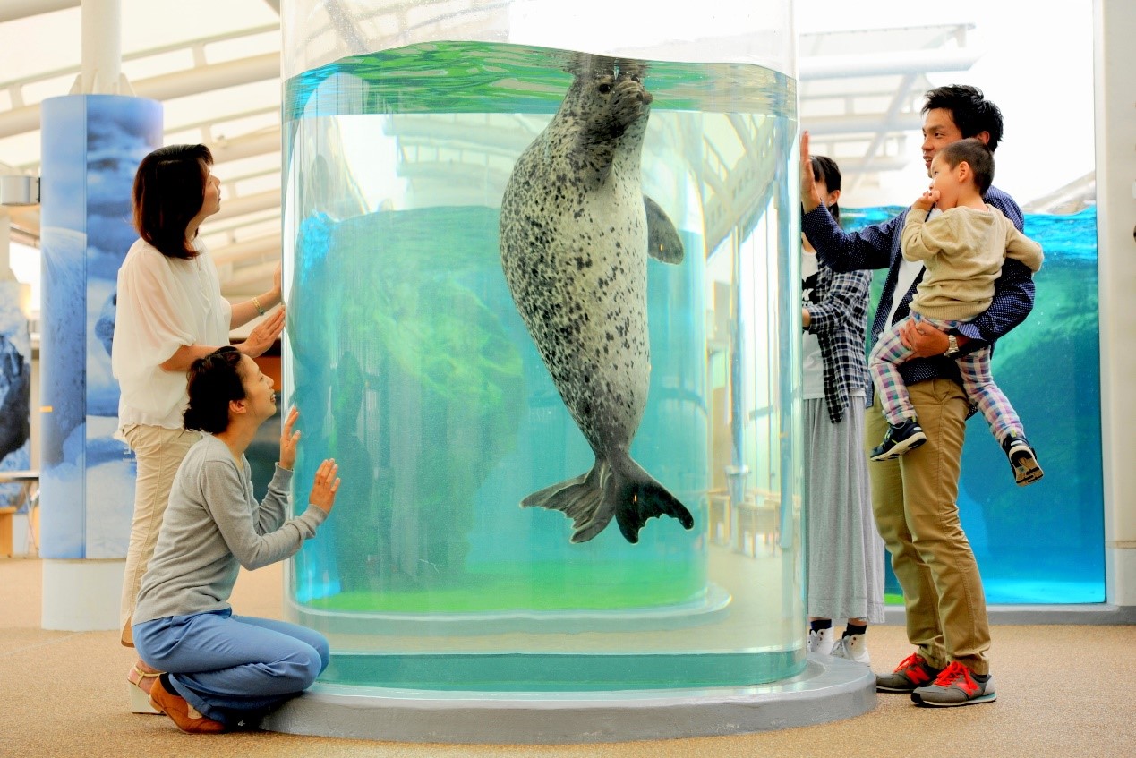 海豹