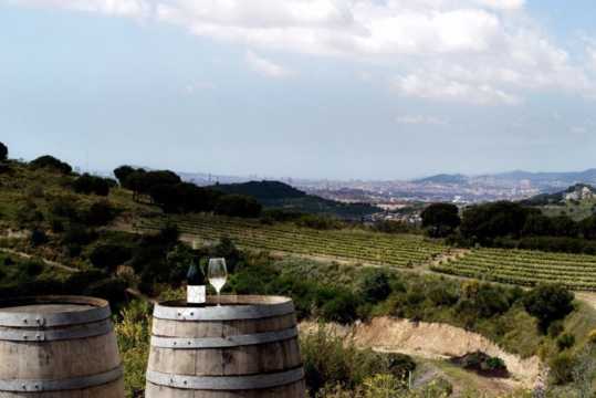 바르셀로나 와이너리 투어 알레야