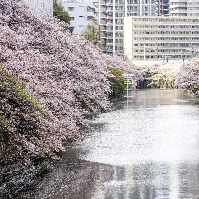 新宿御苑櫻花