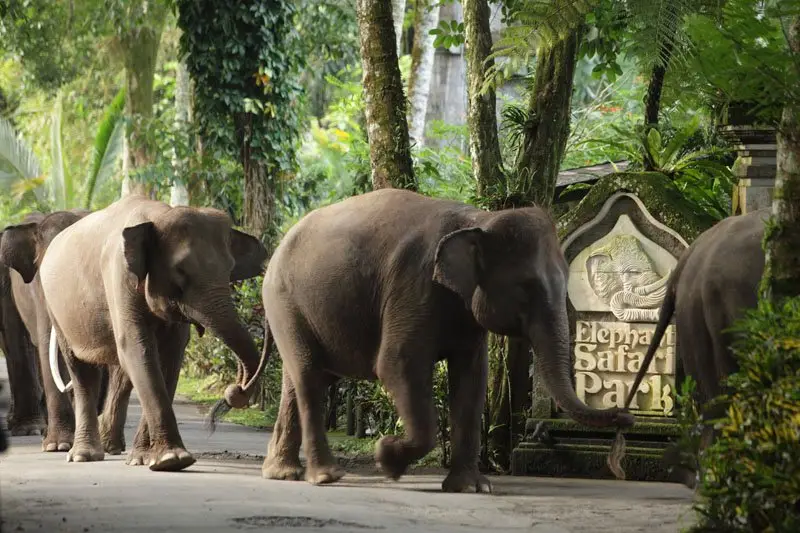 Elephant Safari Park Lodge Bali