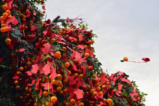 大埔林村許願樹