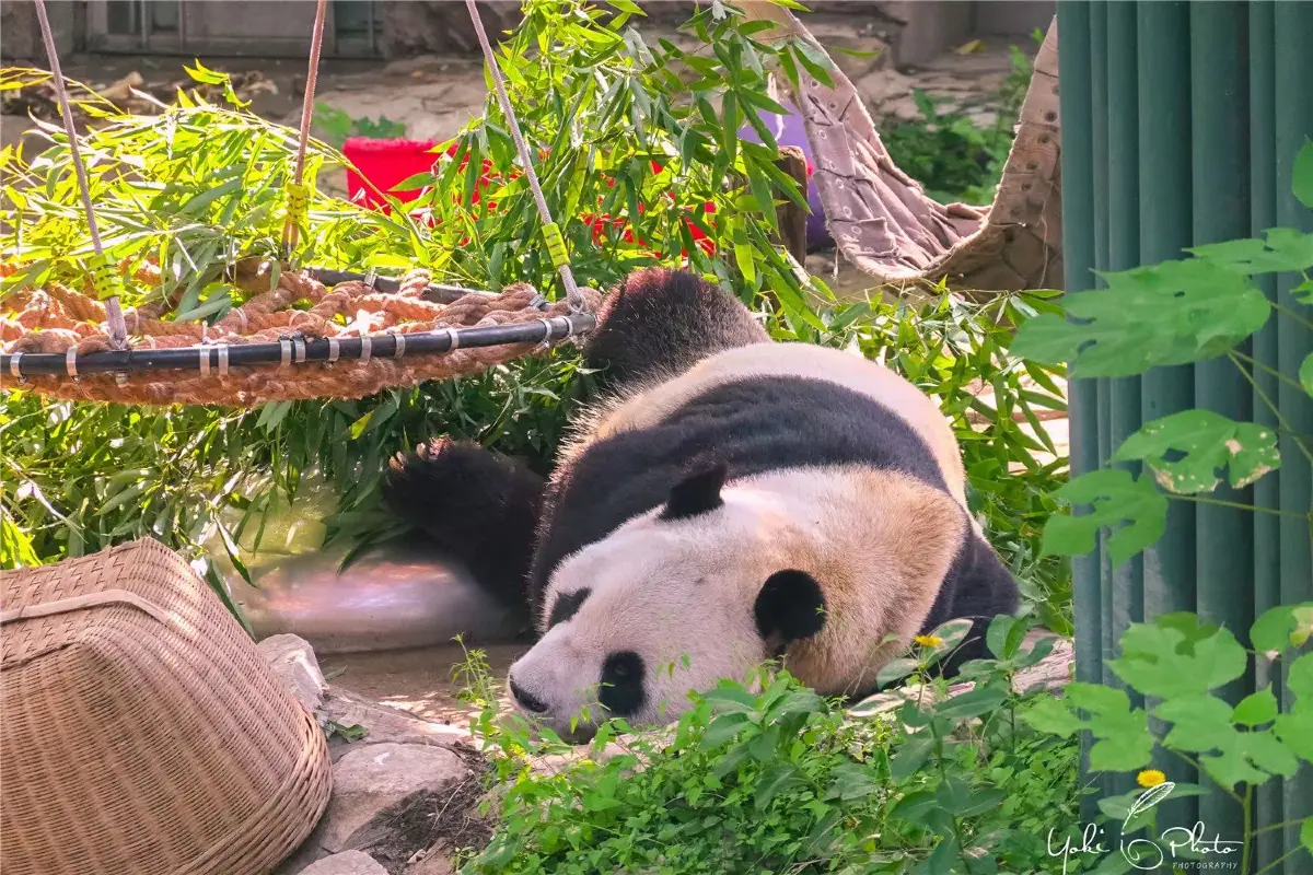 北京動物園門票