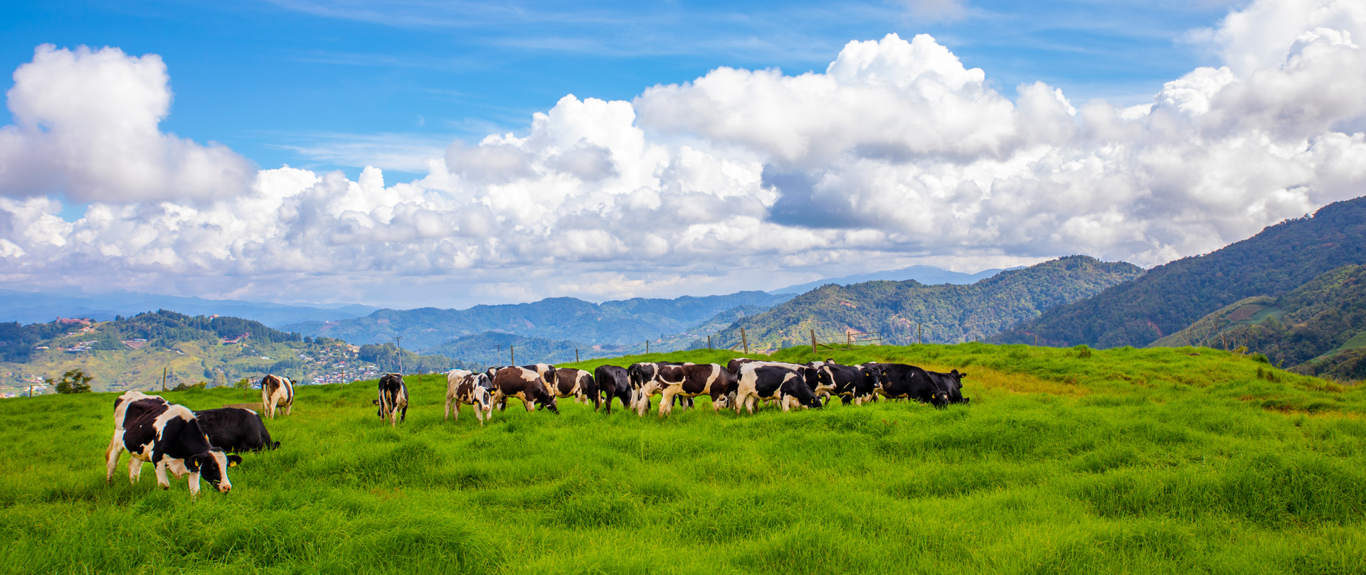 A herd of cows in a plane of grass