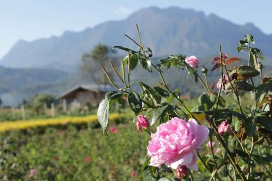 เชียงดาว