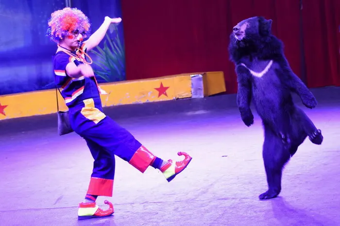 深圳動物園, 表演