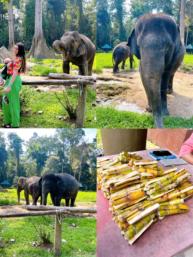 national Elephant Conservation Centre Kuala Gandah