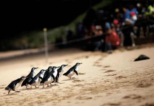 멜버른 액티비티 