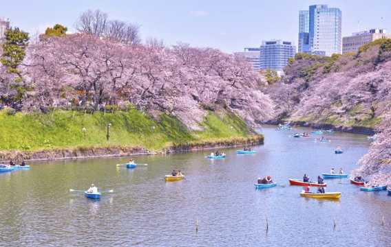 일본 벚꽃 우에노