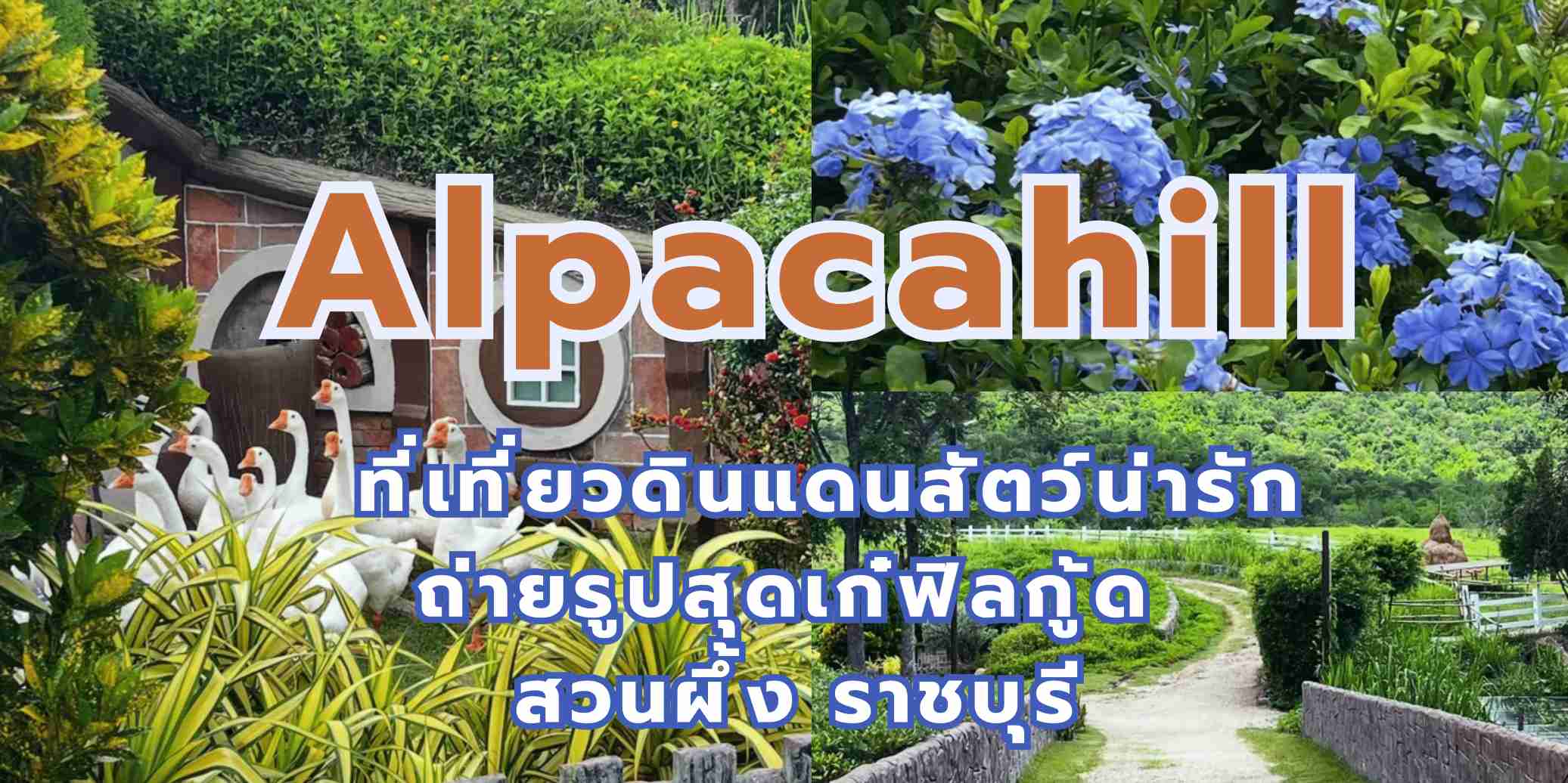 Alpacahill ที่เที่ยวดินแดนสัตว์น่ารัก ถ่ายรูปสุดเก๋ฟิลกู้ด สวนผึ้ง ราชบุรี 2569