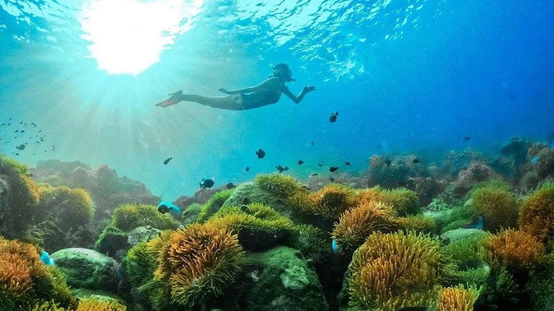 搭乘快艇進行小團體浮潛之旅