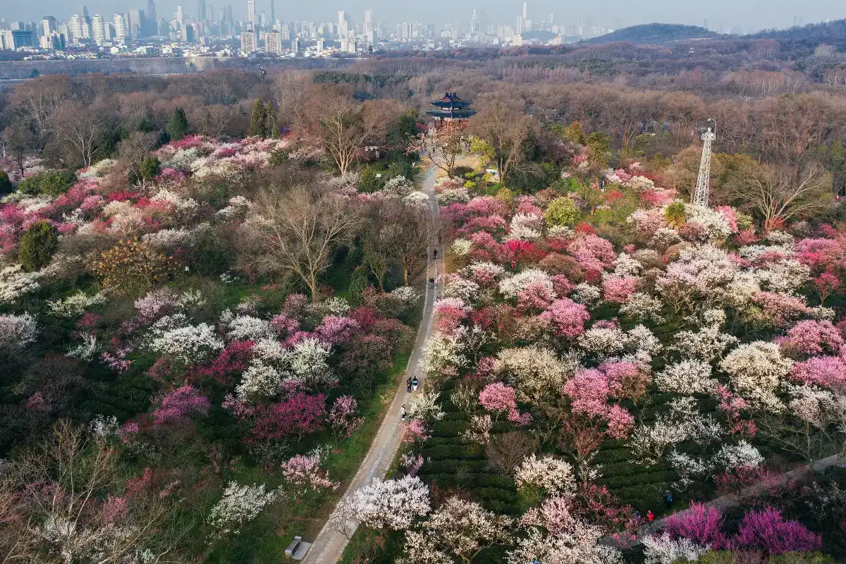 เขาม่วงจื่อจินซาน