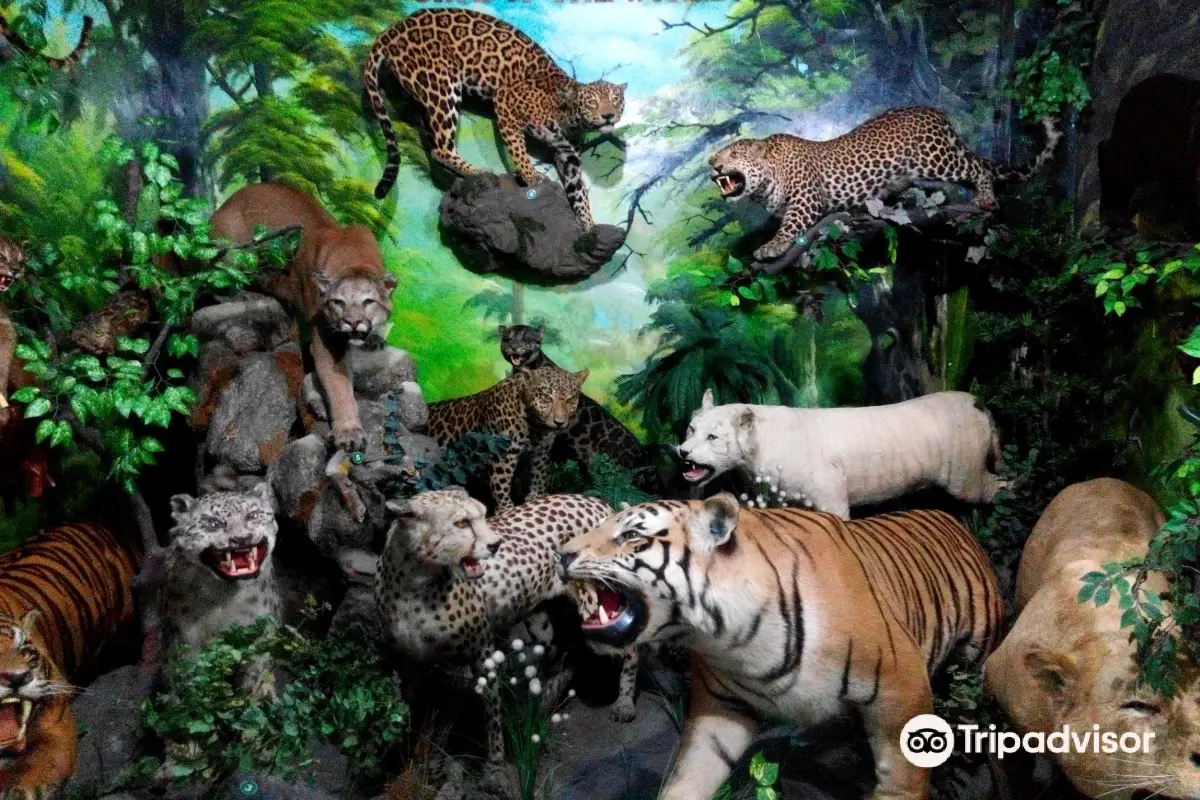 Taxidermized animals