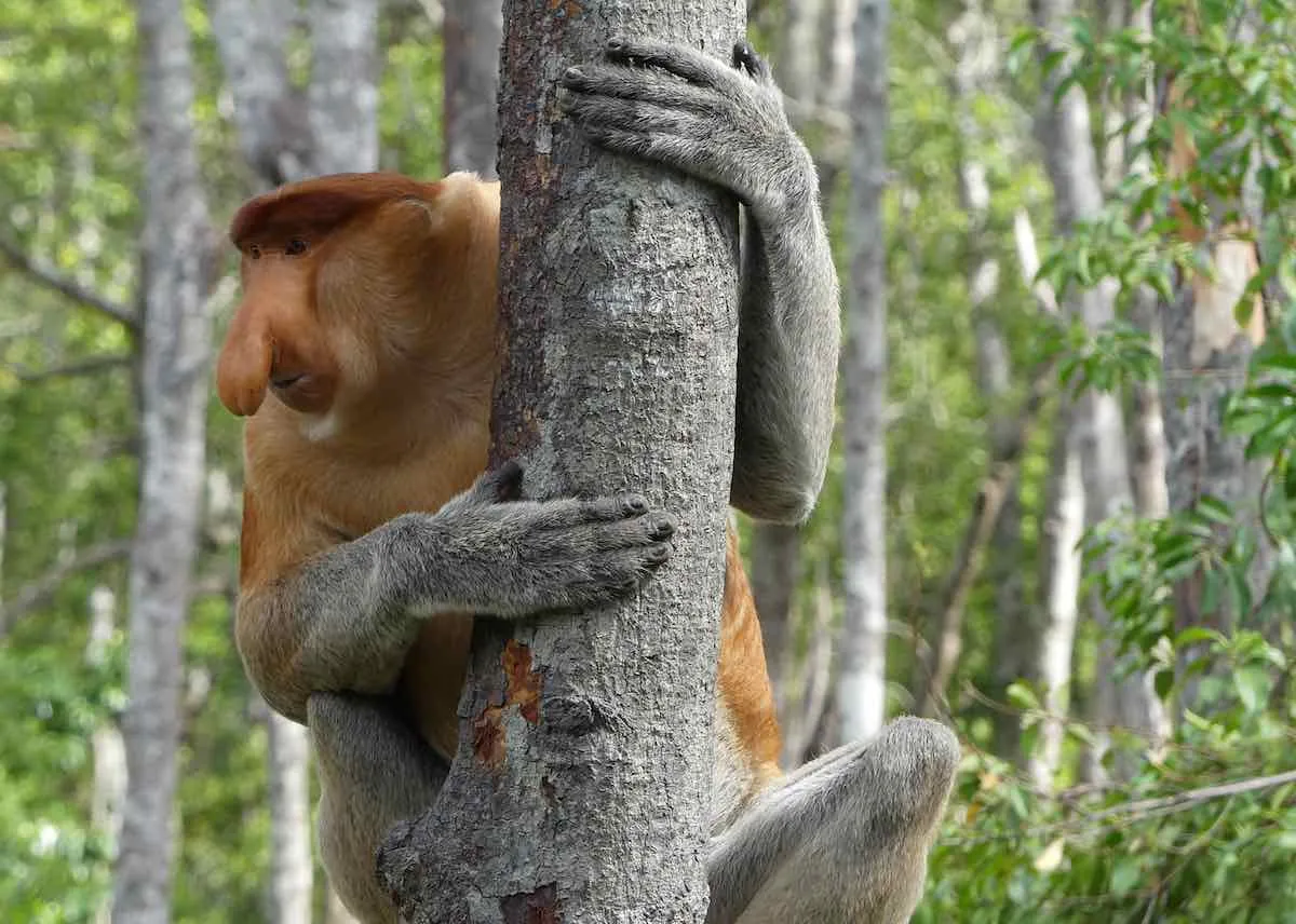 Proboscis monke cute and funny