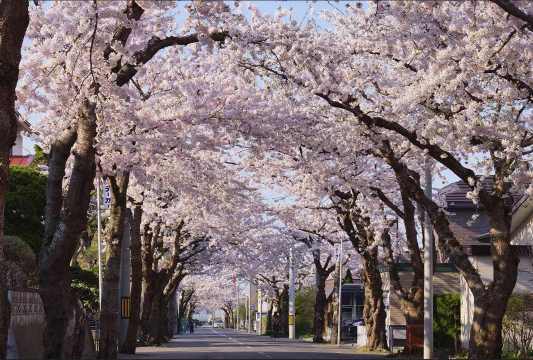 삿포로 벚꽃 시기