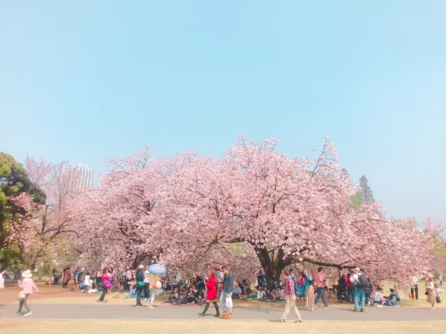新宿御苑櫻花