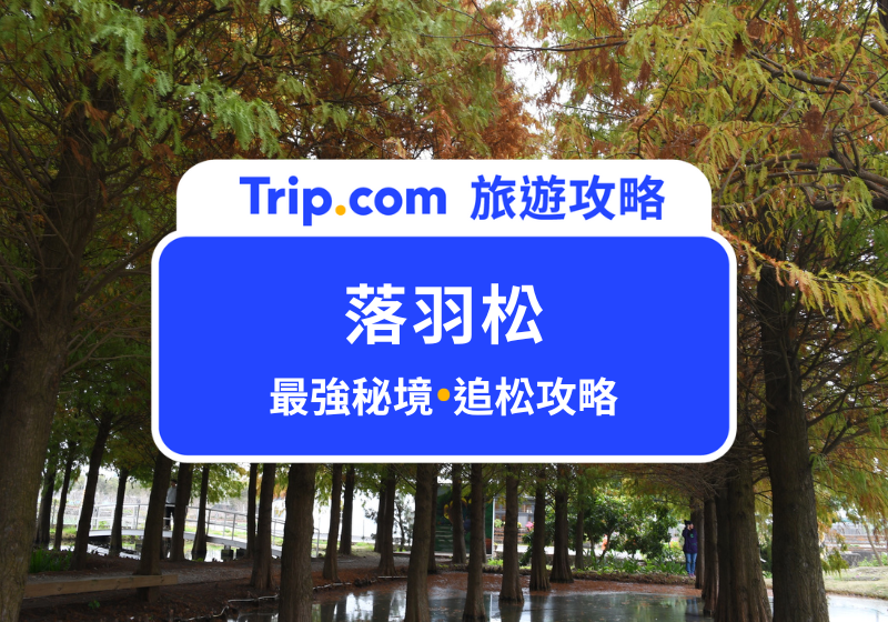 落羽松