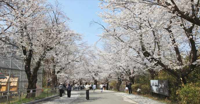 전주 벚꽃 명소, 전주 동물원