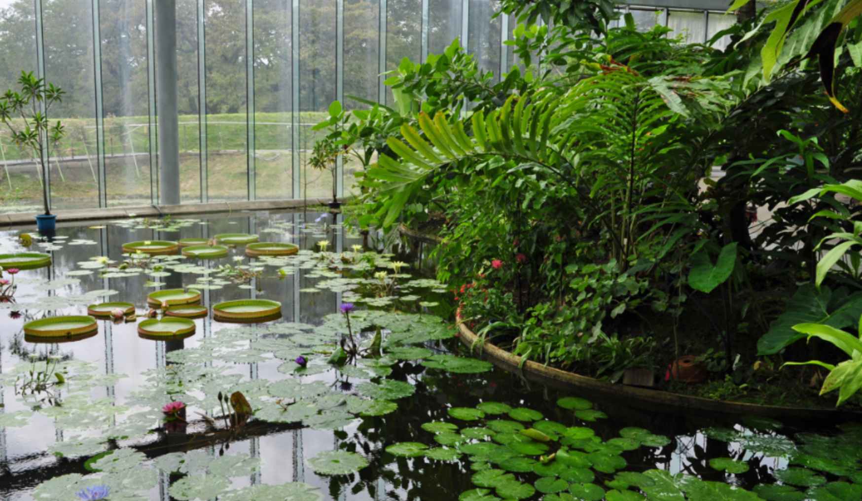 新宿御苑門票 | 温室