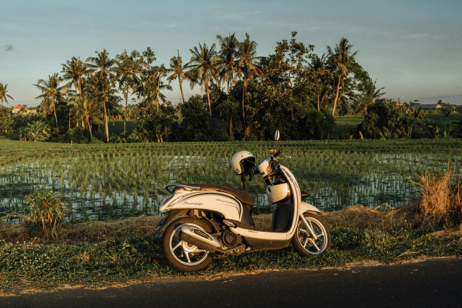 A single scooter parked by the side of the rice fields