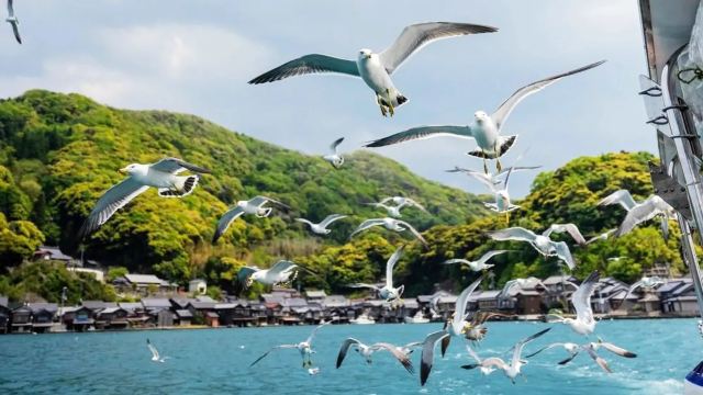 伊根灣觀光船餵海鷗