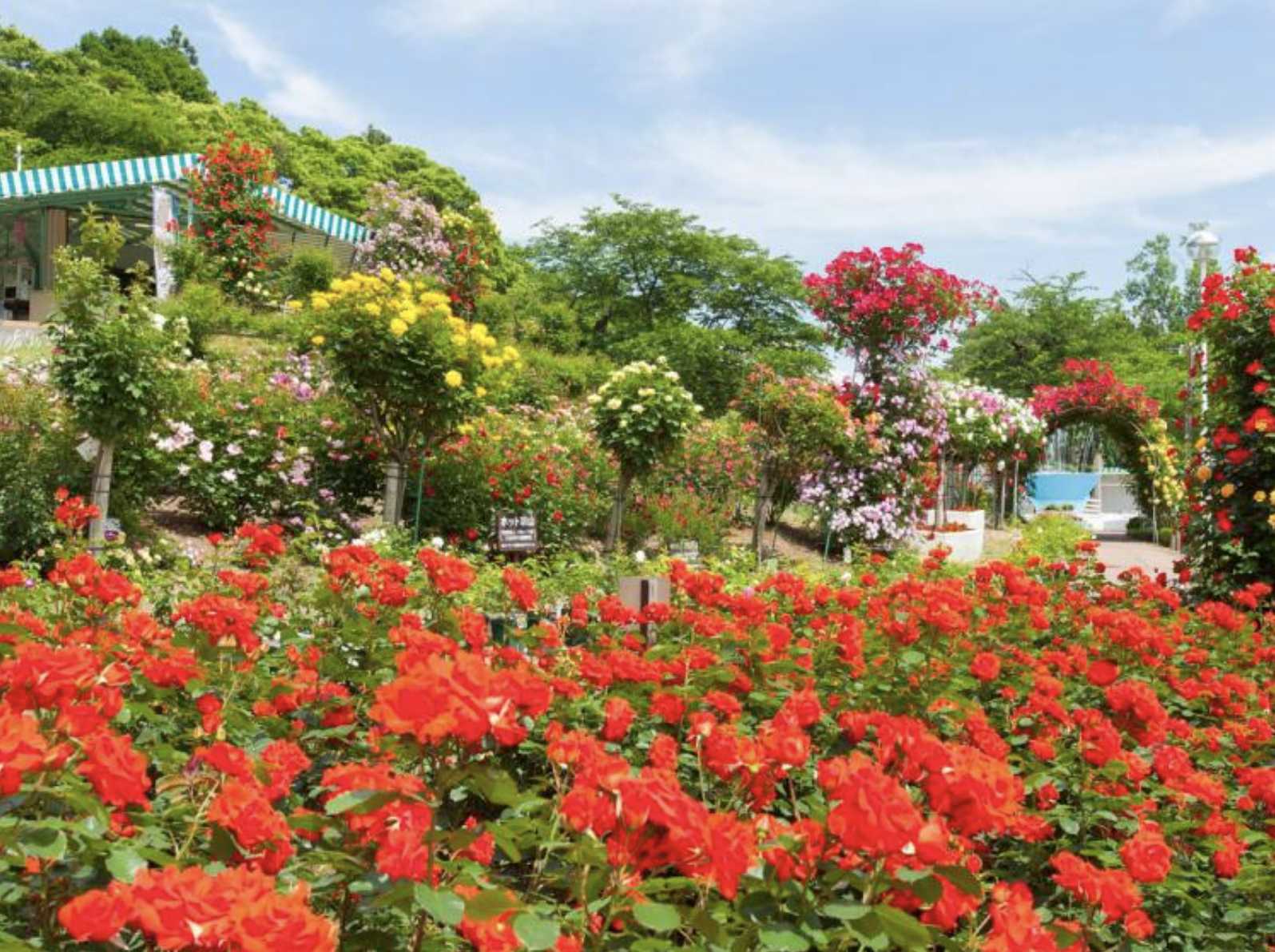 花卷景點｜花卷溫泉玫瑰園