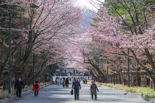 삿포로 벚꽃, 홋카이도 신궁