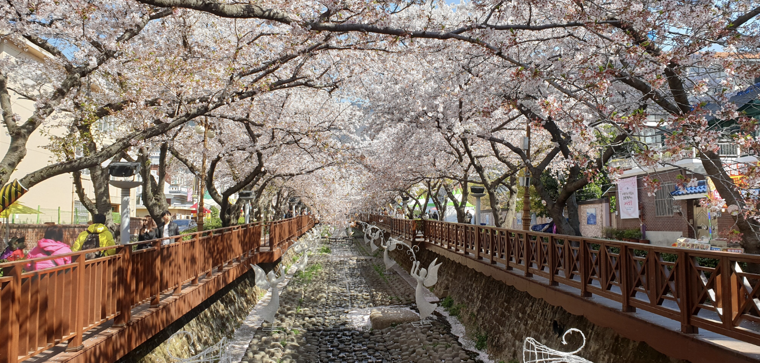 釜山櫻花景點