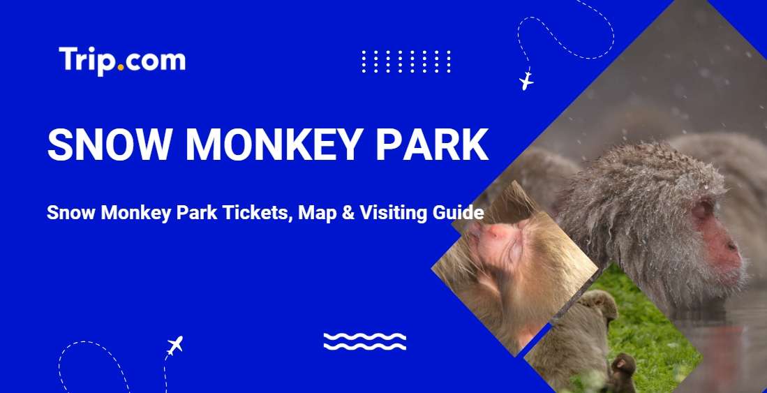 Jigokudani Monkey Park: Tickets, Opening Hours & Visiting Guide | Trip.com