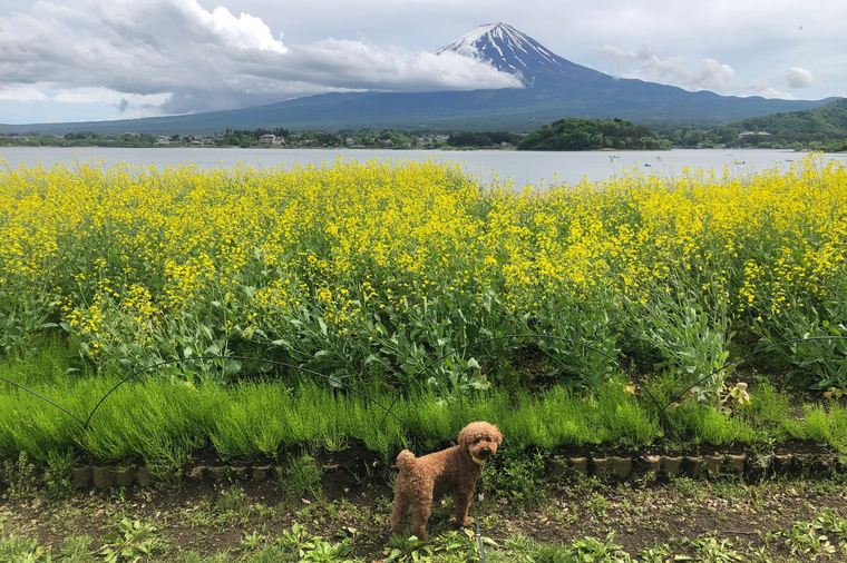 Mount Fuji beyond a field of yellow flowers at Lake Kawaguchi
