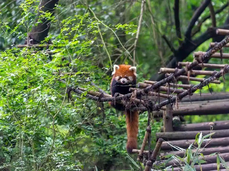 What to See at Chengdu Panda Base | red panda on bridge