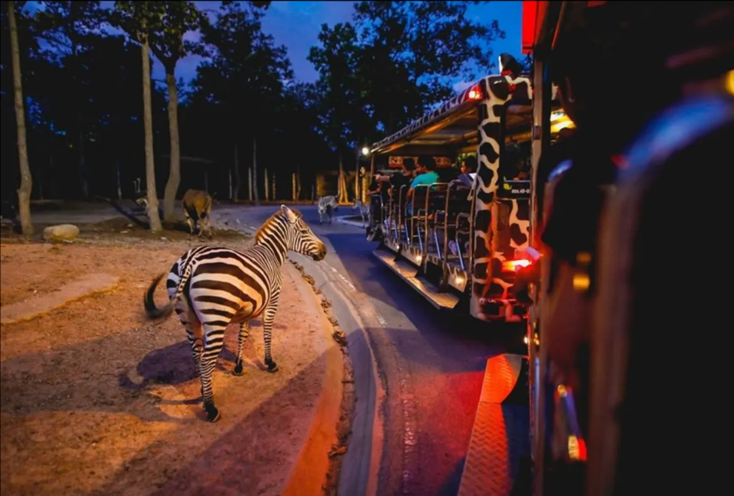 清邁必遊景點 | 夜間野生動物園