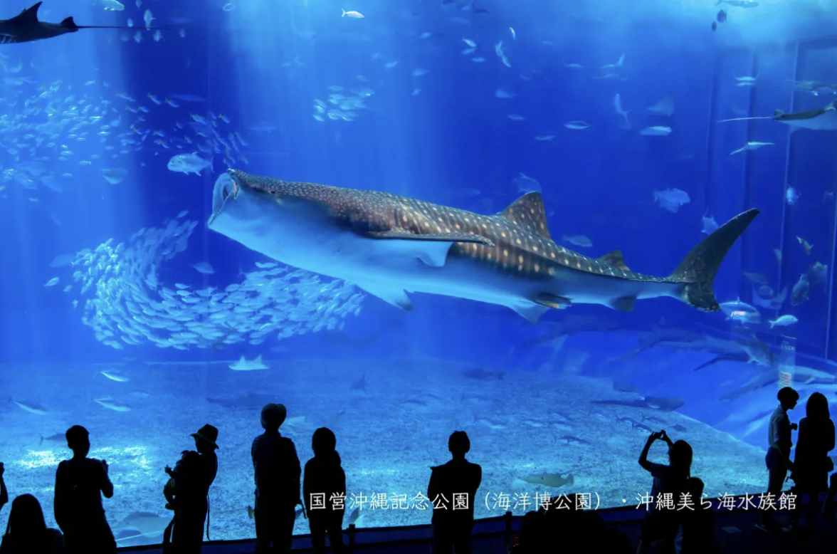 沖繩冬天景點 #2 美麗海水族館