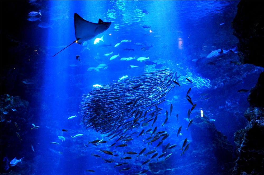 京都水族館