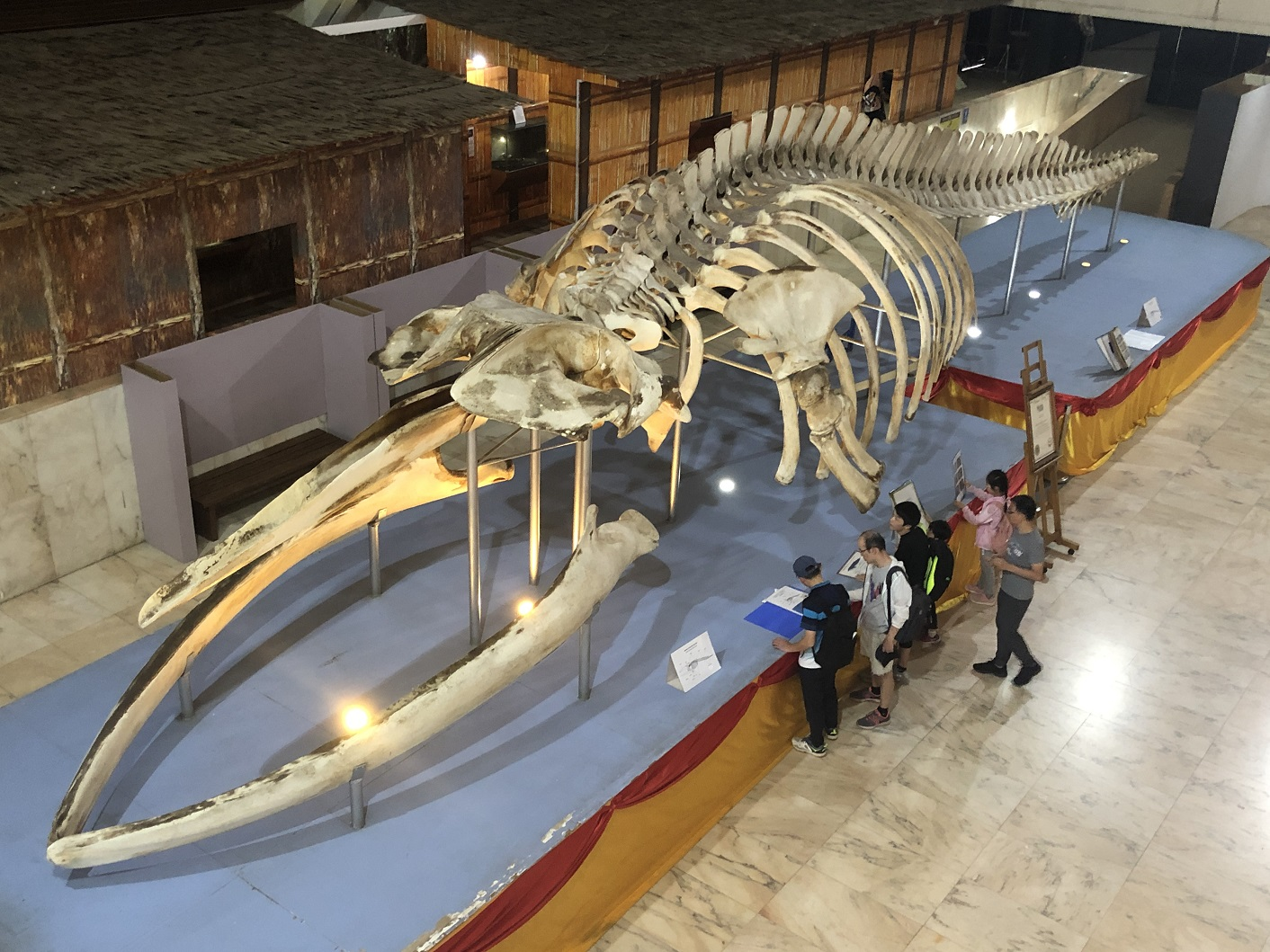 The bones of an ancient whale in the Sabah state museum