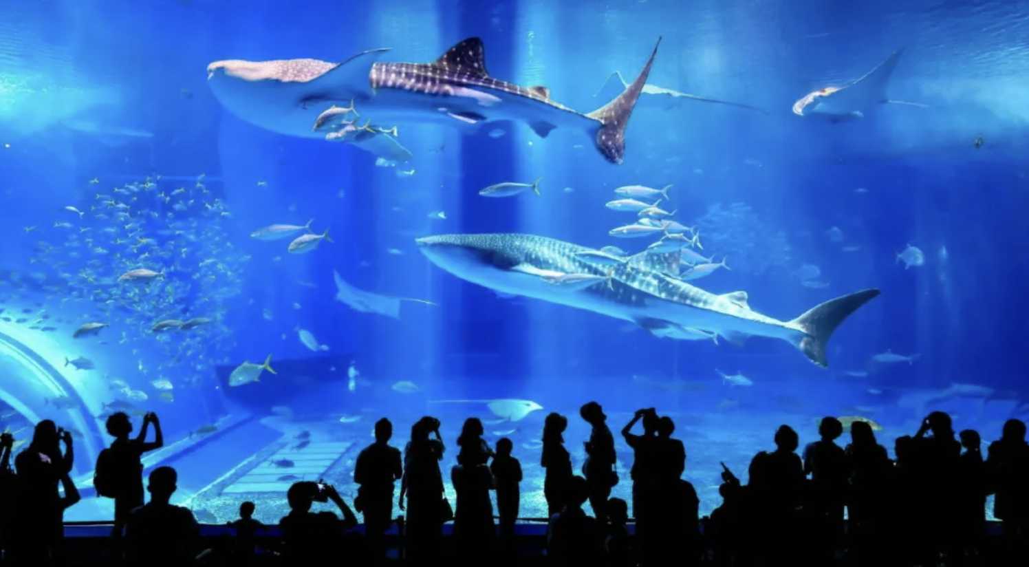 츄라우미 수족관