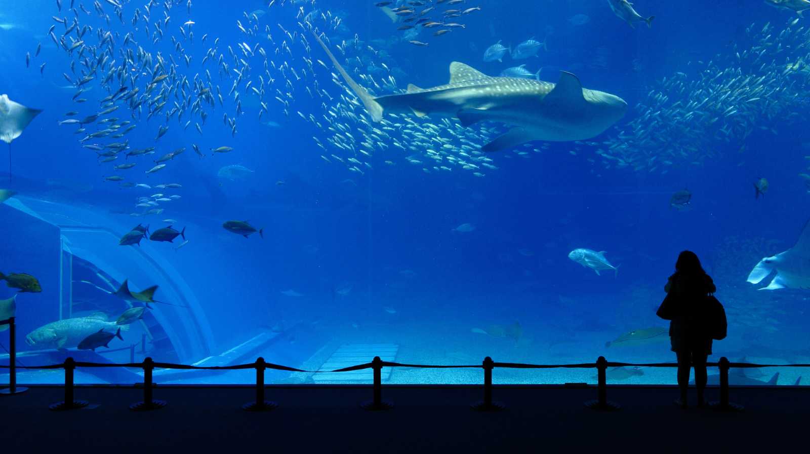 Xiaomeisha Sea World