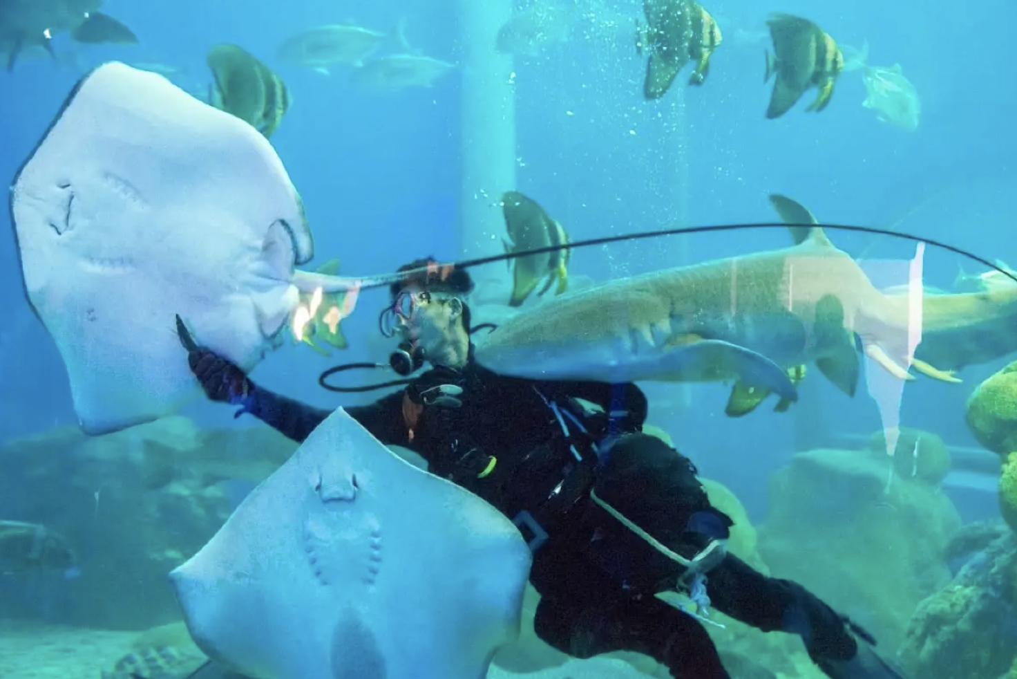 澎湖水族館必體驗