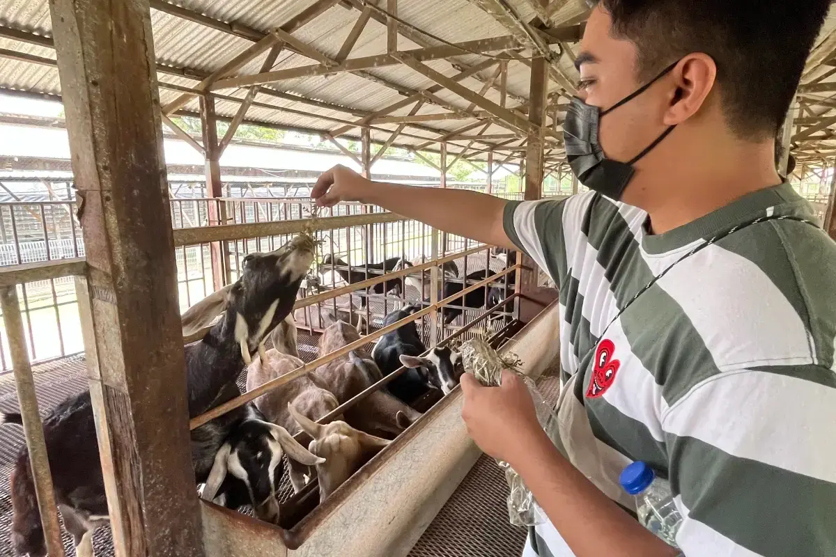 feeding goats at Hay Dairies