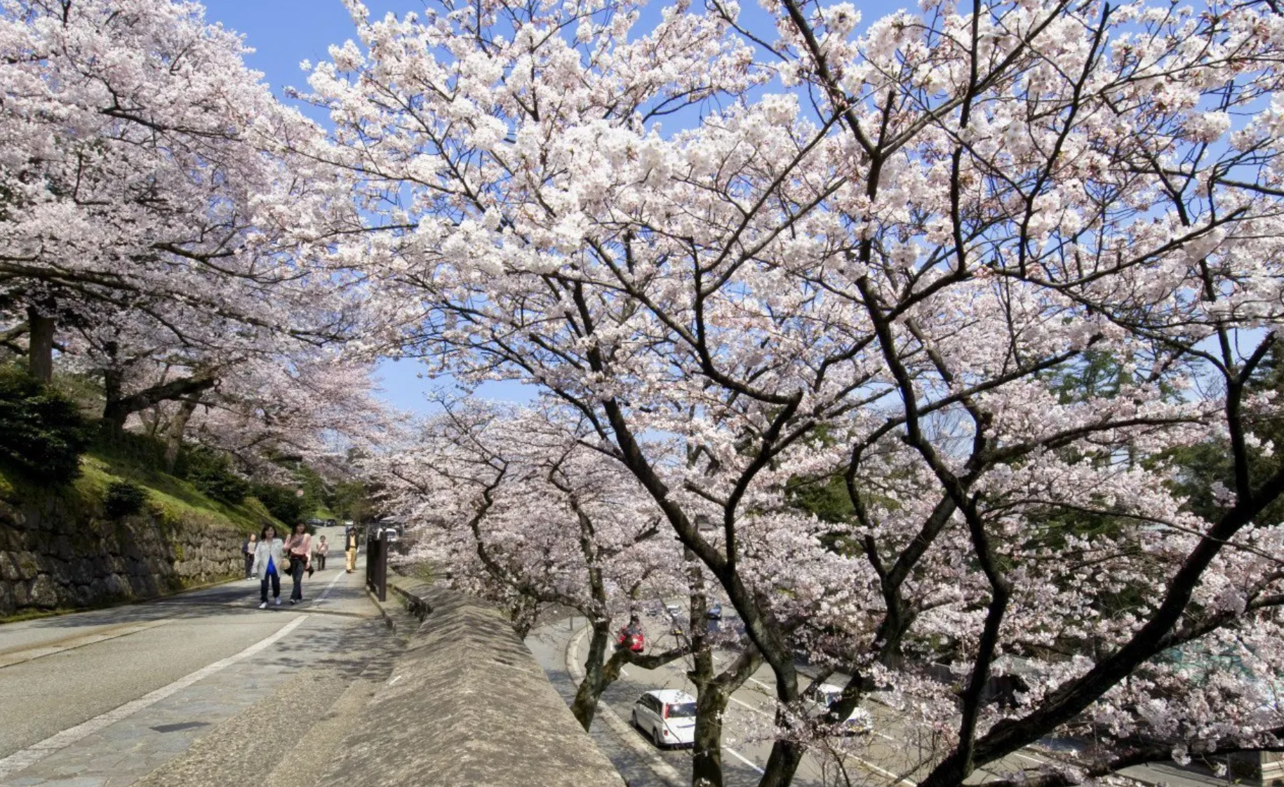 北陸賞櫻景點 #1 兼六園|石川