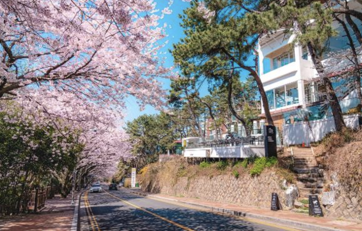 釜山櫻花景點