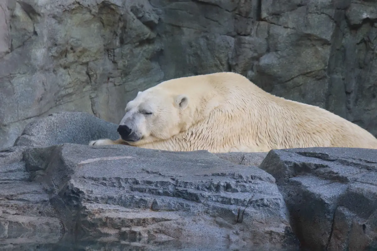 男鹿水族館GAO