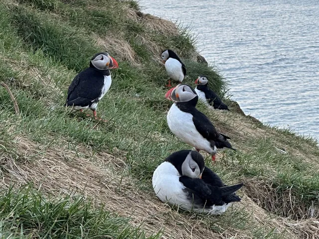 冰島海鸚(Puffin)
