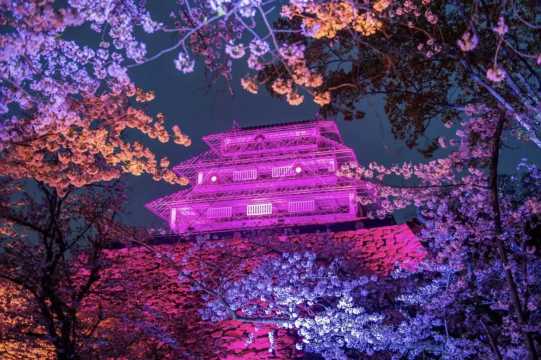 구마모토 벚꽃 야간