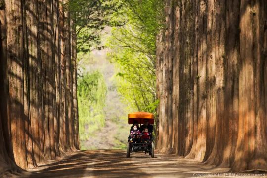 Nami Island | Park Attraction #3: Central Korean Pine Lane
