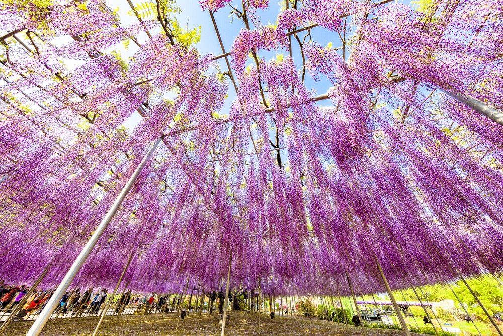 四季花曆