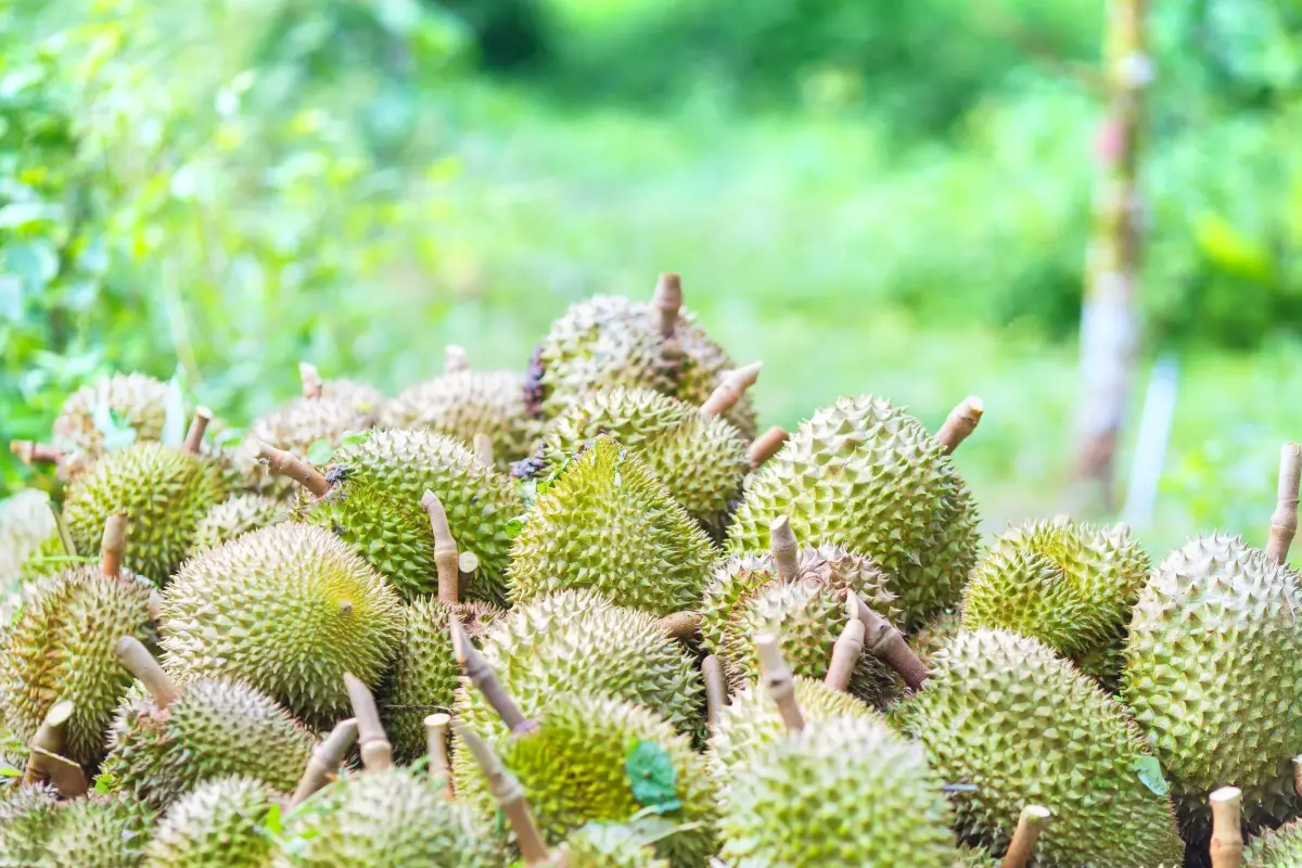 durians