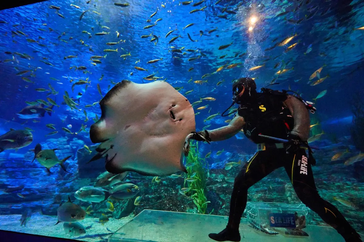 釜山必訪景點 #2 SEA LIFE 釜山水族館