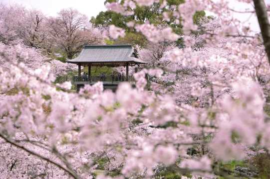 구마모토 벚꽃 돗자리