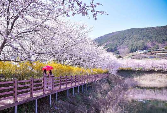 여수 벚꽃 여행 일정
