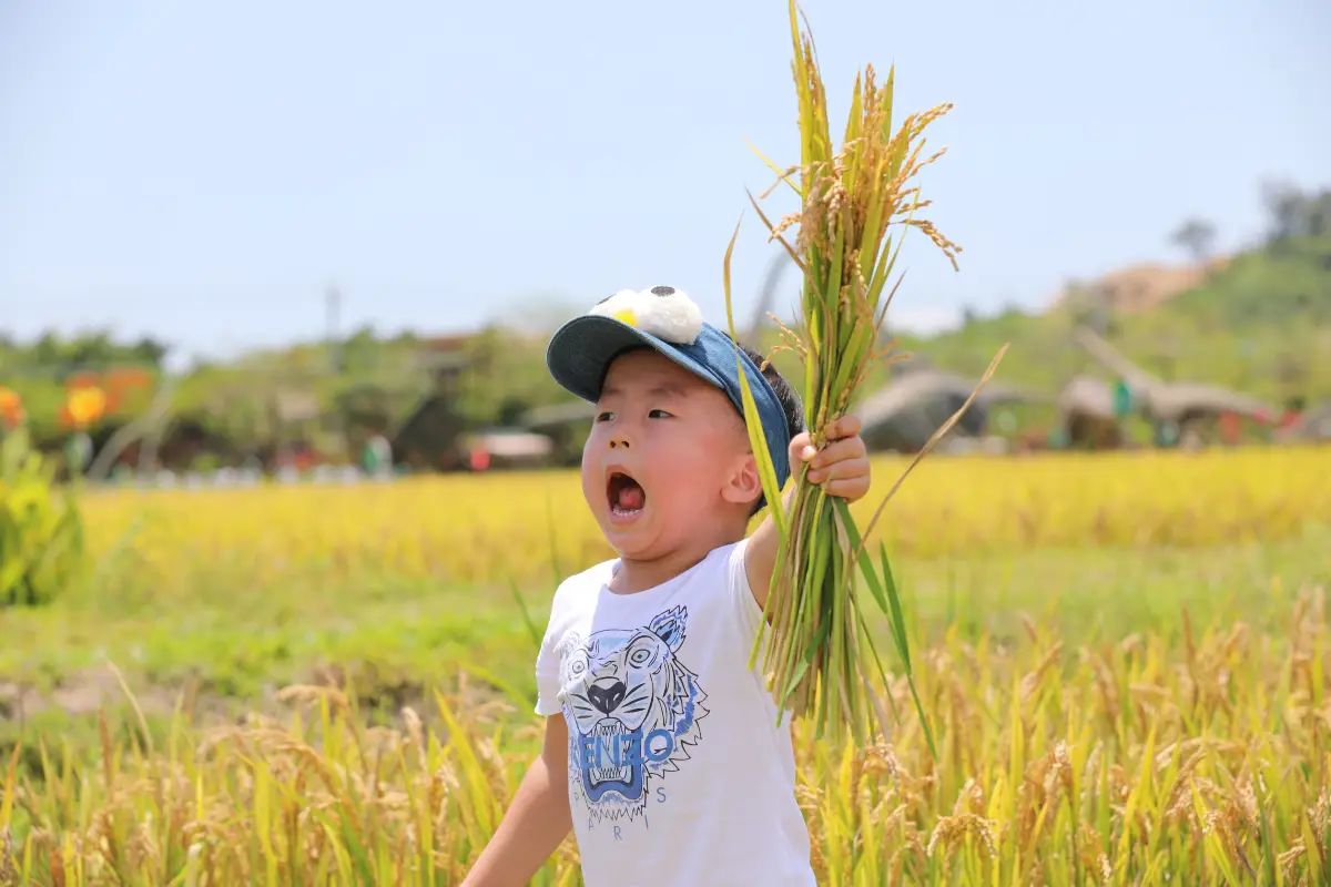 水稻國家公園採摘體驗